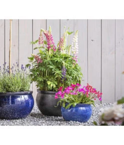 Lupine 'West Country', Verschiedene Farben -Haus Pflanzen Welt 8018301 PR MO 01 LupineWestcountryT19 GC09 2020