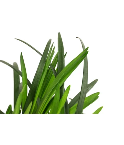 Glöckchentraube -Haus Pflanzen Welt 8018350 WE DE 001 GloeckchentraubeWeissT17