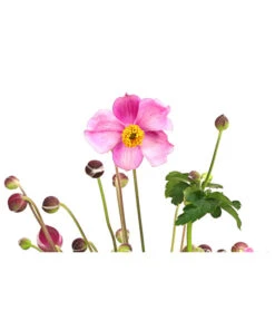 Herbst-Anemone 'Pamina', Verschiedene Farben 13 Herbst-Anemone 'Pamina', Verschiedene Farben -Haus Pflanzen Welt 8019176 WE DE 005 AnemoneJapinicaPaminaAnemonePraecox2Liter
