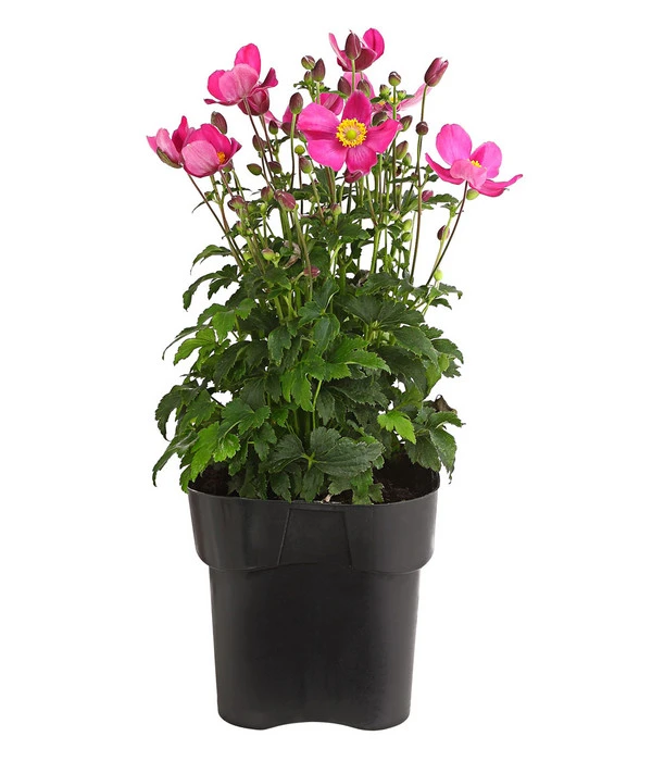 Herbst-Anemone 'Pamina', Verschiedene Farben 3 Herbst-Anemone 'Pamina', Verschiedene Farben