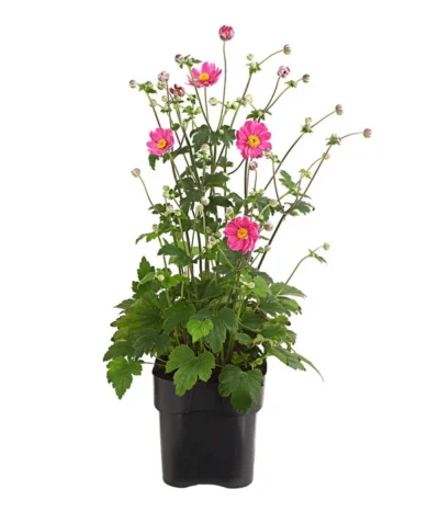 Herbst-Anemone 'Pamina', Verschiedene Farben -Haus Pflanzen Welt 8019176 WE FS 003 AnemoneJaponicaPaminaAnemonePamina2LiterDehnerExpressHerzig