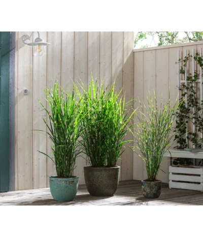 Stachelschweingras 'Strictus' -Haus Pflanzen Welt 8020596 8006744 8019762 WE MO 001 MiscanthusStrictus BestOf Graeser 2022