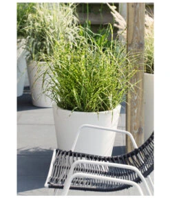 Stachelschweingras 'Strictus' -Haus Pflanzen Welt 8020596 PR MO 004 MiscanthusSinensisStachelschweingrasT19DehnerExpressHerzig