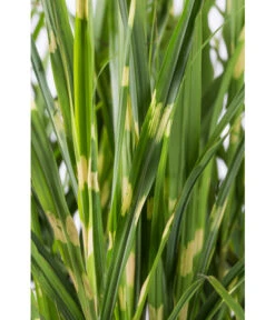 Stachelschweingras 'Strictus' -Haus Pflanzen Welt 8020596 WE DE 001 MiscanthusSinensisStrictusStachelschweingras