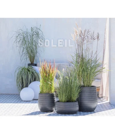 Japanisches Blutgras 'Red Baron' 12 Japanisches Blutgras 'Red Baron' -Haus Pflanzen Welt 8020596 WE MO 001 MiscanthusStrictus