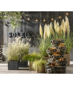 Pampasgras -Haus Pflanzen Welt 8021602 WE MO 001 PennisetumHameln9Graeser2021GC14