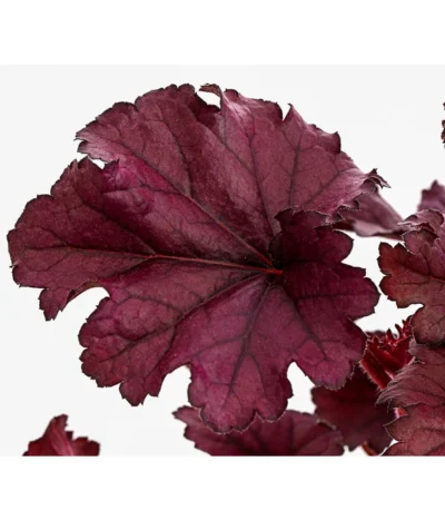 Purpurglöckchen 'Forever Purple' -Haus Pflanzen Welt 8023079 WE DE 001 HeucheraForeverPurpleT15DehnerExpressHerzig