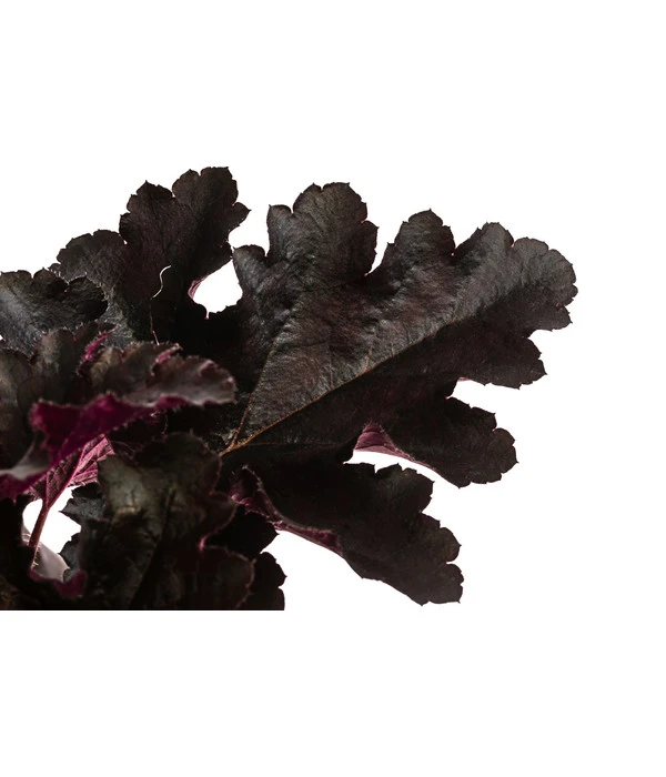 Purpurglöckchen 'Black Pearl®' 4 Purpurglöckchen 'Black Pearl®' – Bild 2