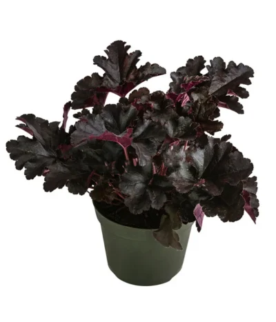 Purpurglöckchen 'Black Pearl®'