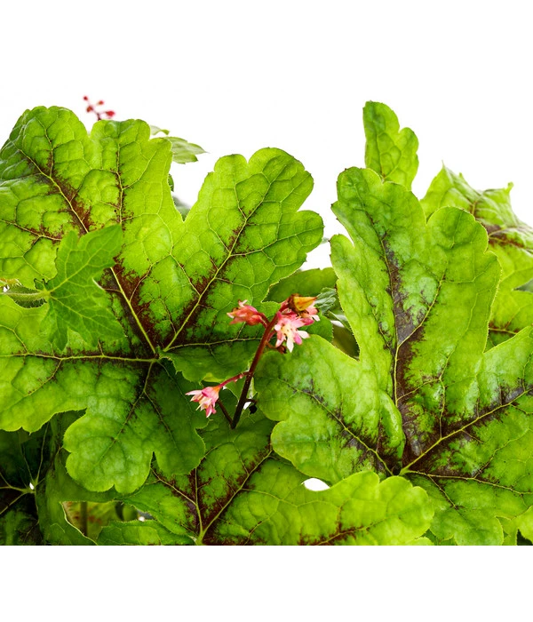 Purpurglöckchen 'Green Spice' 4 Purpurglöckchen 'Green Spice' – Bild 2