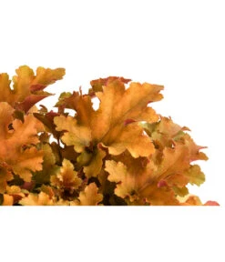 Purpurglöckchen 'Marmalada' -Haus Pflanzen Welt 8025991 WE DE 001 HeucheraMarmaladaT15