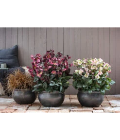 Schneerose 'Ice N' Roses® Red' - Helleborus Gold Collection® -Haus Pflanzen Welt 8028011 8010969 8044331 WE MO 001 HelleborusLenzroseChristroseBL17