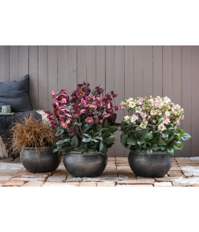 Schneerose 'Ice N' Roses® Red' - Helleborus Gold Collection® 10 Schneerose 'Ice N' Roses® Red' - Helleborus Gold Collection® -Haus Pflanzen Welt 8028011 8010969 8044331 WE MO 001 HelleborusLenzroseChristroseBL17