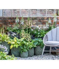 Weißrand-Funkie 'Patriot' -Haus Pflanzen Welt 8028466 WE MO 001 Anemone 1