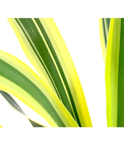 Gelbbunte Kerzen-Palmlilie 'Variegata' 6 Gelbbunte Kerzen-Palmlilie 'Variegata' -Haus Pflanzen Welt 8028862 WE DE 001 PalmlilieYuccaGloriosaVariegata3LDehnerExpressHerzig