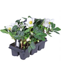 Christrose, 6er Schale -Haus Pflanzen Welt 8028920 PR FS 001 ChristroseHelleborusNiger6erPackAllgreen