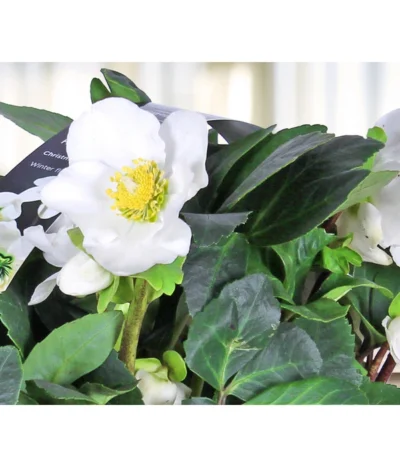 Christrose, 6er Schale