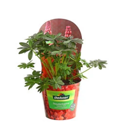 Lupine, Verschiedene Farben -Haus Pflanzen Welt 8029027 PR FS 001 LupineWestcountryPotcoverT19DehnerExpressHerzig