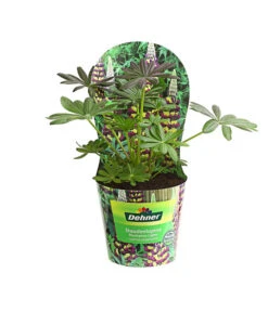 Lupine, Verschiedene Farben -Haus Pflanzen Welt 8029027 PR FS 002 LupineWestcountryPotcoverT19DehnerExpressHerzig
