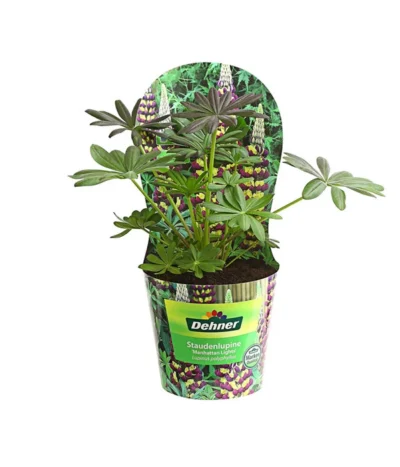 Lupine, Verschiedene Farben -Haus Pflanzen Welt 8029027 PR FS 002 LupineWestcountryPotcoverT19DehnerExpressHerzig