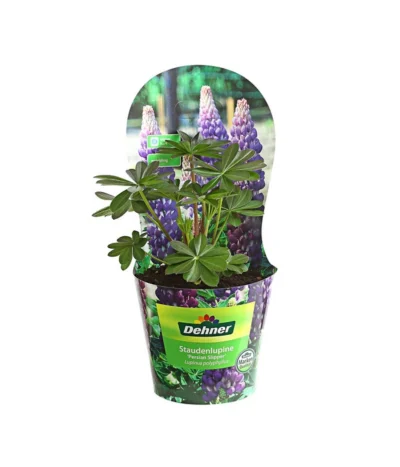 Lupine, Verschiedene Farben -Haus Pflanzen Welt 8029027 PR FS 004 LupineWestcountryPotcoverT19DehnerExpressHerzig
