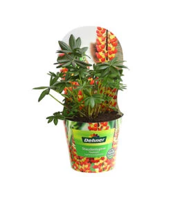 Lupine, Verschiedene Farben -Haus Pflanzen Welt 8029027 PR FS 005 LupineWestcountryPotcoverT19DehnerExpressHerzig