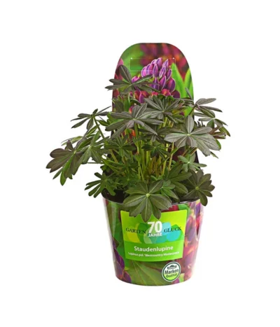 Lupine, Verschiedene Farben -Haus Pflanzen Welt 8029027 PR FS 006 LupineWestcountryPotcoverT19DehnerExpressHerzig