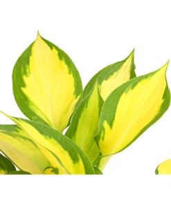 Funkie 'Forbidden Fruit' -Haus Pflanzen Welt 8029191 PR DE 001 HostaFunkieOrangeMarmaladeDehnerExpressHerzig