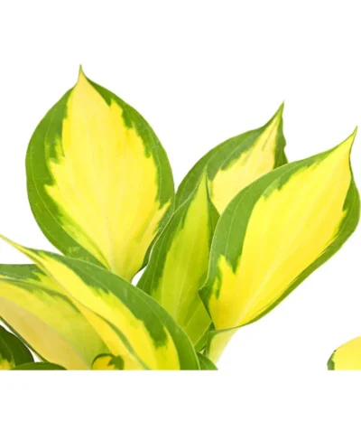 Funkie 'Forbidden Fruit' 7 Funkie 'Forbidden Fruit' -Haus Pflanzen Welt 8029191 PR DE 001 HostaFunkieOrangeMarmaladeDehnerExpressHerzig