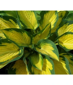 Funkie 'Forbidden Fruit' -Haus Pflanzen Welt 8029191 PR DE 001 HostaOrangeMarmaladeAllgreen