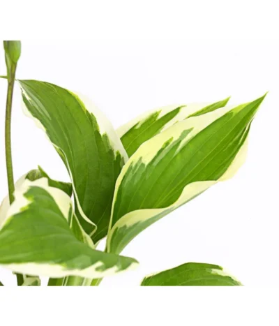 Weißrand-Funkie 'Patriot' 11 Weißrand-Funkie 'Patriot' -Haus Pflanzen Welt 8029241 PR DE 001 HostaFunkiePatriotDehnerExpressHerzig