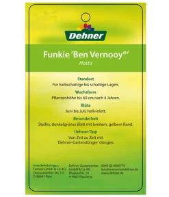 Blaue Gelbrand-Funkie 'Ben Vernooy®' -Haus Pflanzen Welt 8029308 HostaBenVernoyEtikett2