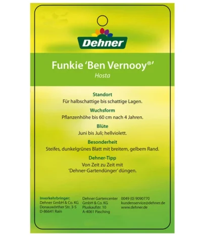 Blaue Gelbrand-Funkie 'Ben Vernooy®' -Haus Pflanzen Welt 8029308 HostaBenVernoyEtikett2
