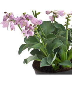 Funkie 'Blue Mouse Ears' 8 Funkie 'Blue Mouse Ears' -Haus Pflanzen Welt 8029332 WE DE 001 HostaBlueMouseEarsDehnerExpressHerzig