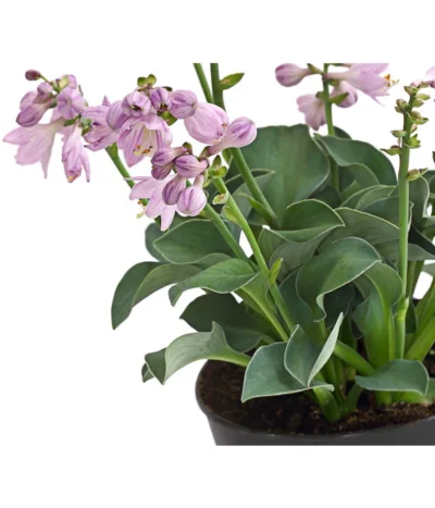 Funkie 'Blue Mouse Ears' -Haus Pflanzen Welt 8029332 WE DE 001 HostaBlueMouseEarsDehnerExpressHerzig