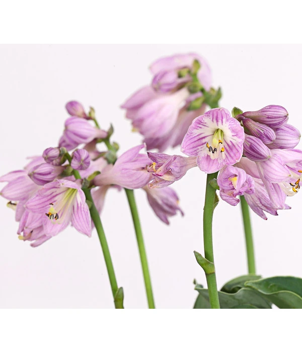 Funkie 'Blue Mouse Ears' 4 Funkie 'Blue Mouse Ears' – Bild 2