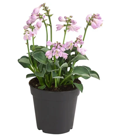 Funkie 'Blue Mouse Ears'