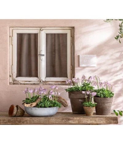 Funkie 'Blue Mouse Ears' -Haus Pflanzen Welt 8029332 WE MO 001 FunkieBlueMouseEars BestOffHosta 2021 Head