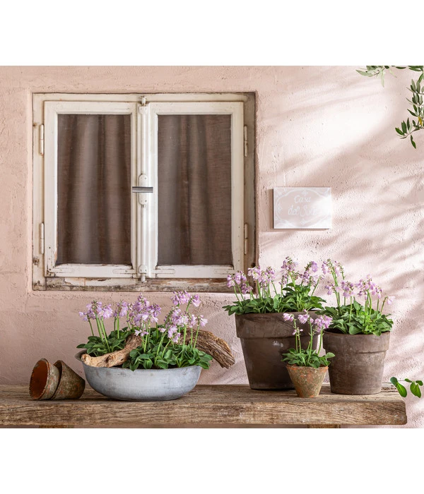 Funkie 'Blue Mouse Ears' 6 Funkie 'Blue Mouse Ears' – Bild 4