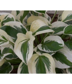 Weißrand-Funkie 'Patriot' -Haus Pflanzen Welt 8029522 PR DE 002 HostaPatriotAllgreen