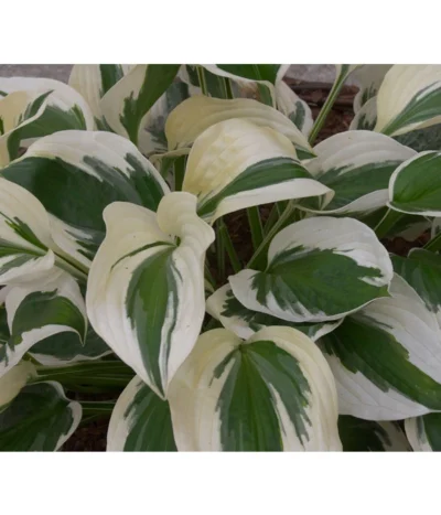 Weißrand-Funkie 'Patriot' 9 Weißrand-Funkie 'Patriot' -Haus Pflanzen Welt 8029522 PR DE 002 HostaPatriotAllgreen