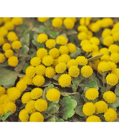 Silberrand-Chrysantheme 7 Silberrand-Chrysantheme -Haus Pflanzen Welt 8030041 BildFS 001 GoldUndSilberChrysanthemeSilberrandChrysanthemeHzAjaniaPacifica