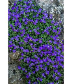 Blaukissen 7 Blaukissen -Haus Pflanzen Welt 8030793 WE DE 001 AubrietaBlaukissenLucknerMai2015