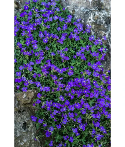 Blaukissen -Haus Pflanzen Welt 8030793 WE DE 001 AubrietaBlaukissenLucknerMai2015