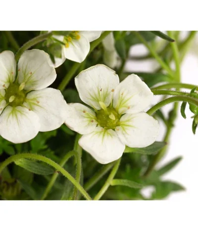 Moos-Steinbrech, Verschiedene Sorten -Haus Pflanzen Welt 8036394 WE DE 001 SaxifragaInSortenSteinbrechT10