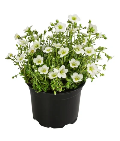 Moos-Steinbrech, Verschiedene Sorten -Haus Pflanzen Welt 8036394 WE FS 001 SaxifragaInSortenSteinbrechT10