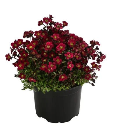 Moos-Steinbrech, Verschiedene Sorten -Haus Pflanzen Welt 8036394 WE FS 003 SaxifragaInSortenSteinbrechT10