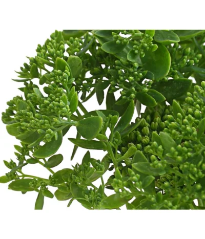 Fetthenne - Mauerpfeffer 'Autumn Joy' -Haus Pflanzen Welt 8036725 PR DE 001 SedumAutumnJoyHerbstzauberFetthenneT13DehnerExpressHerzig