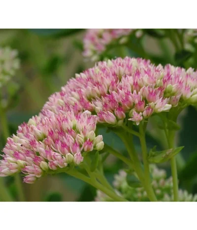 Fetthenne - Mauerpfeffer 'Autumn Joy' -Haus Pflanzen Welt 8036725 PR DE 001 SedumAutumnJoyPixabay