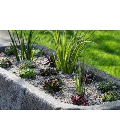 Dehner Kalmus -Haus Pflanzen Welt 8036899 WE MO 002 SempervivumCarexHauswurzGrasLucknerMai2015